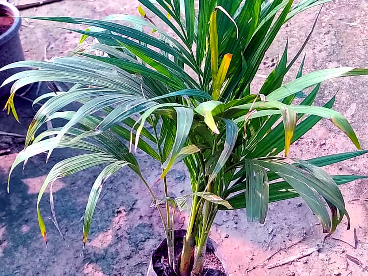 Indoor plants