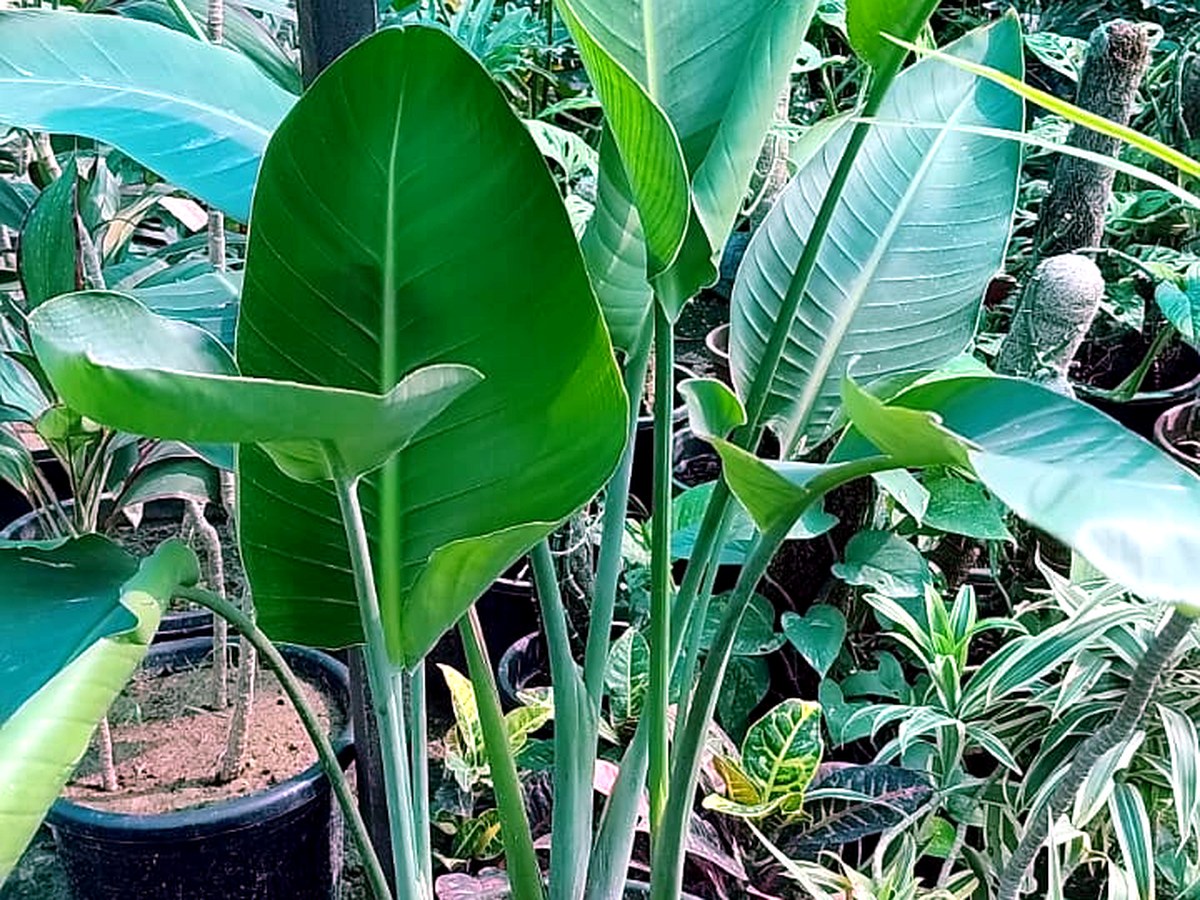 Exotic plants