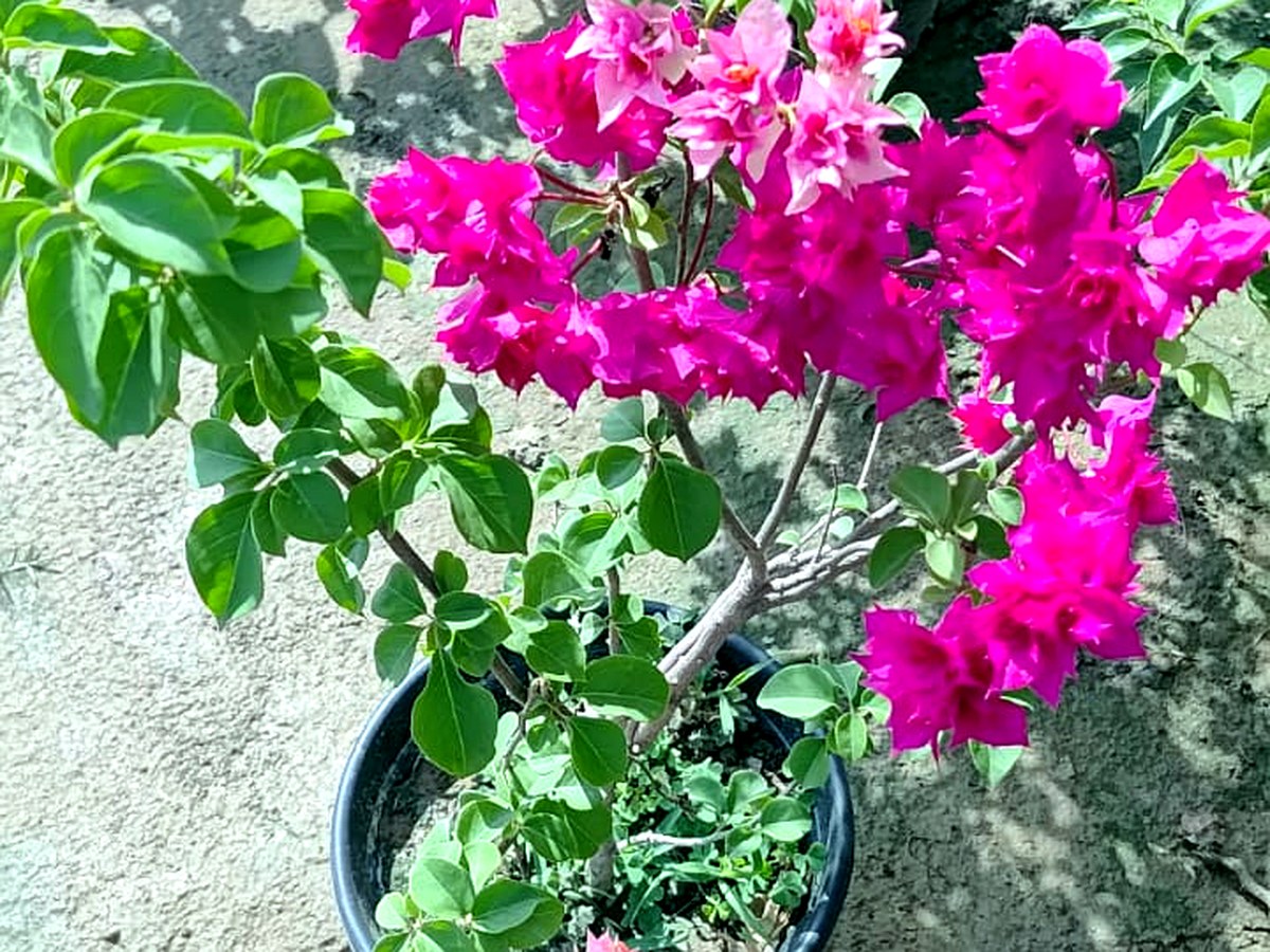 Outdoor flowering plants