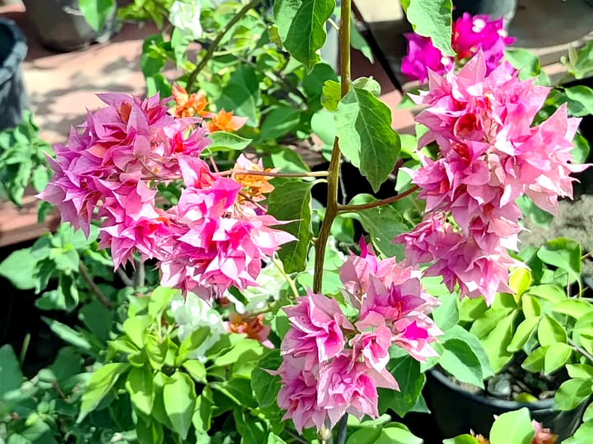 Balcony plants