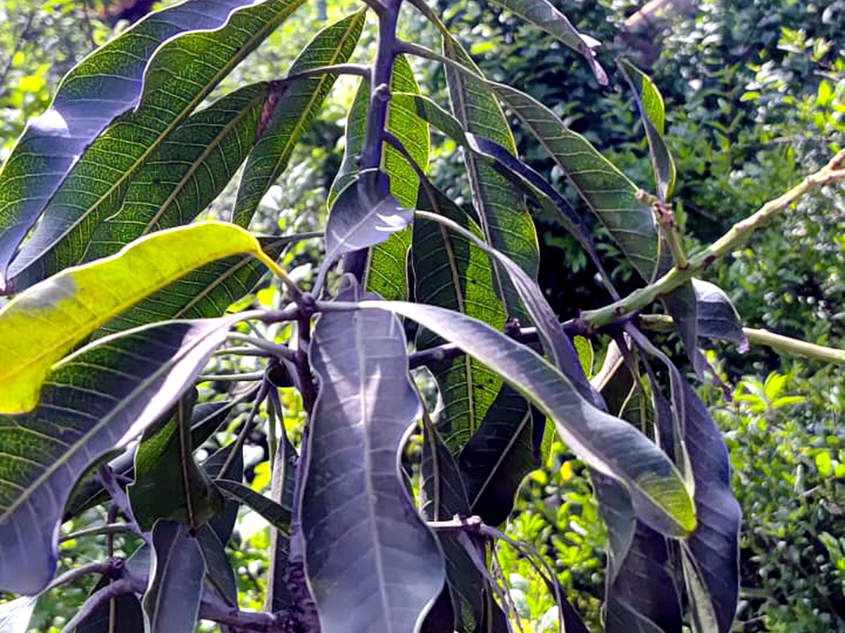 Fruit plants
