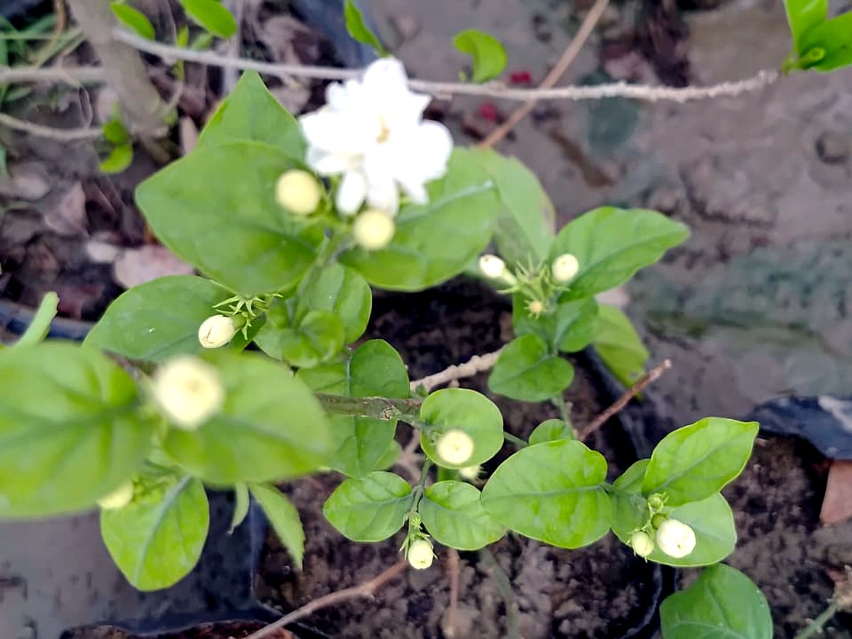 Pooja room plants