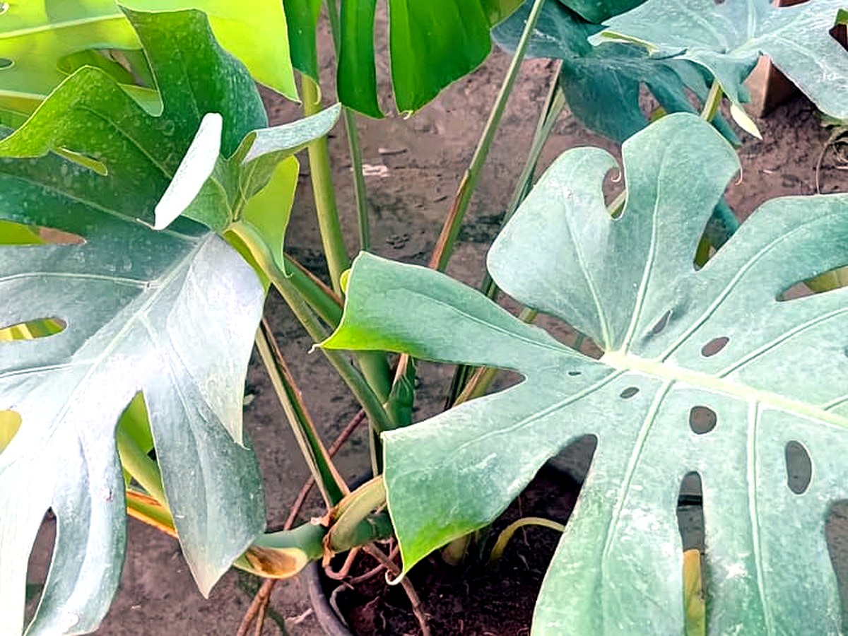 All plants