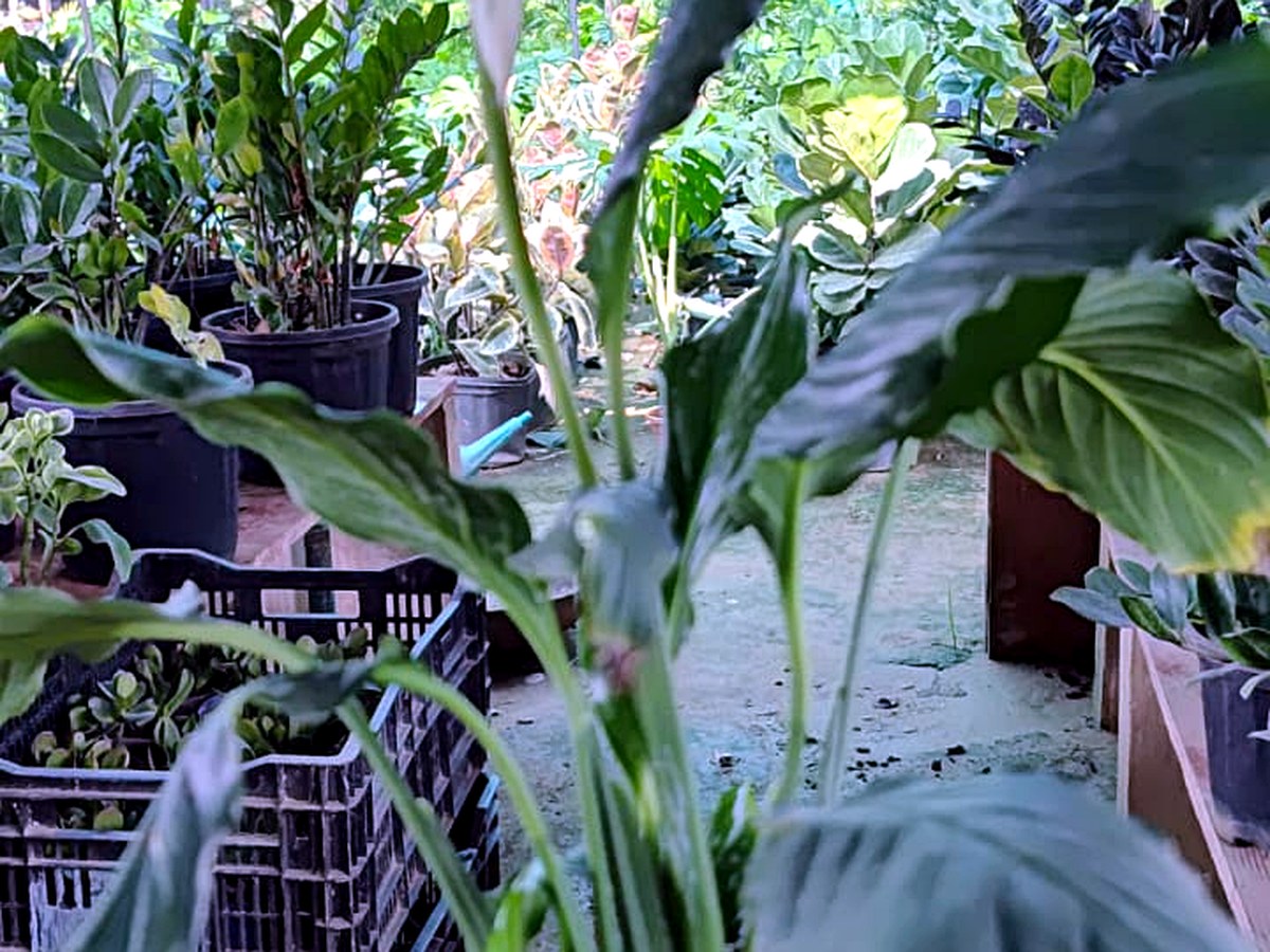 Bedroom plants