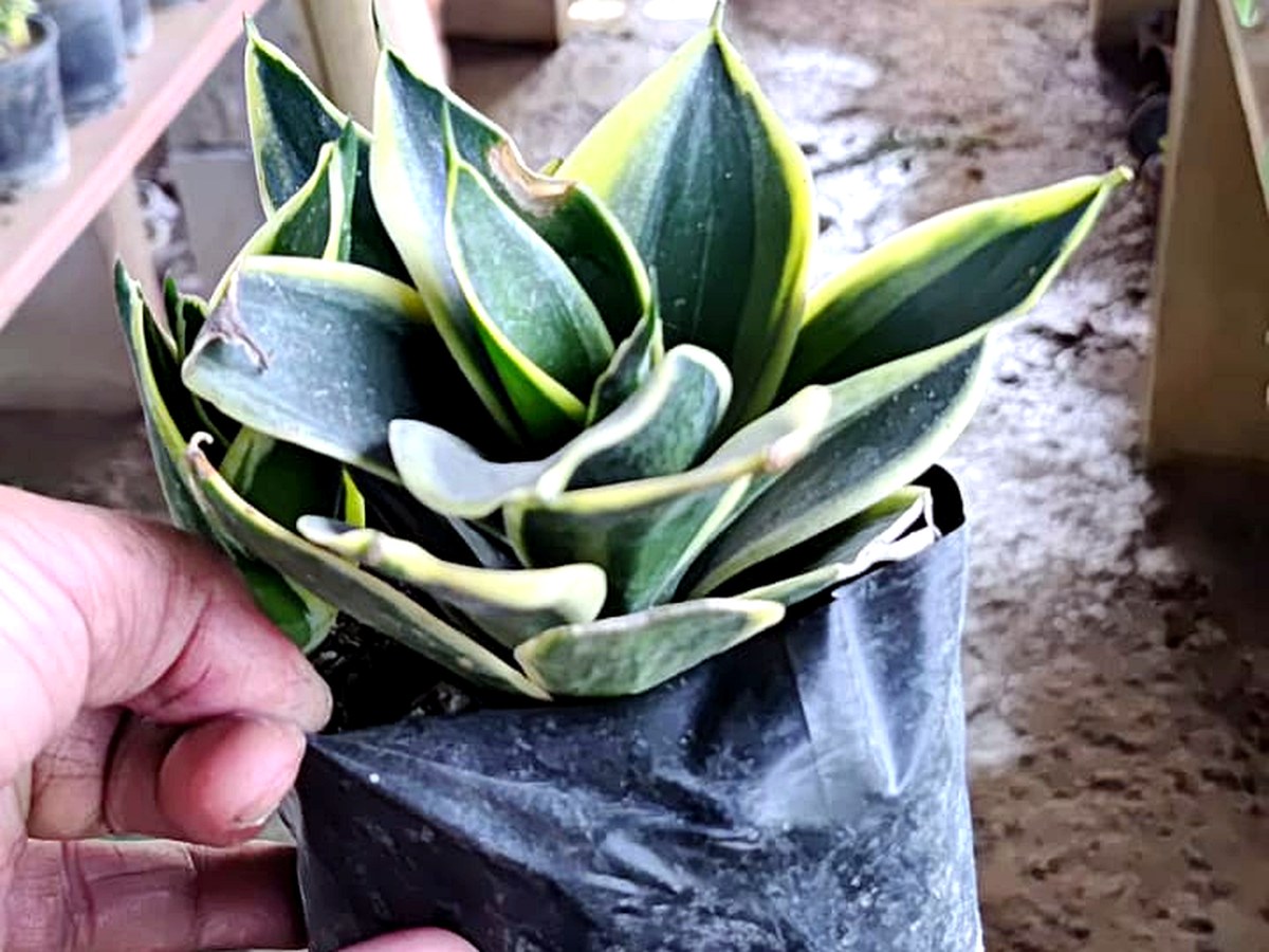 Office plants