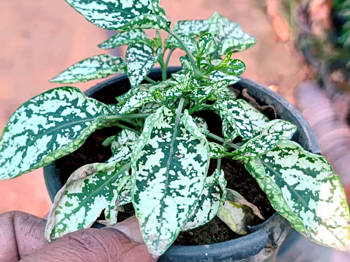 Table top plants