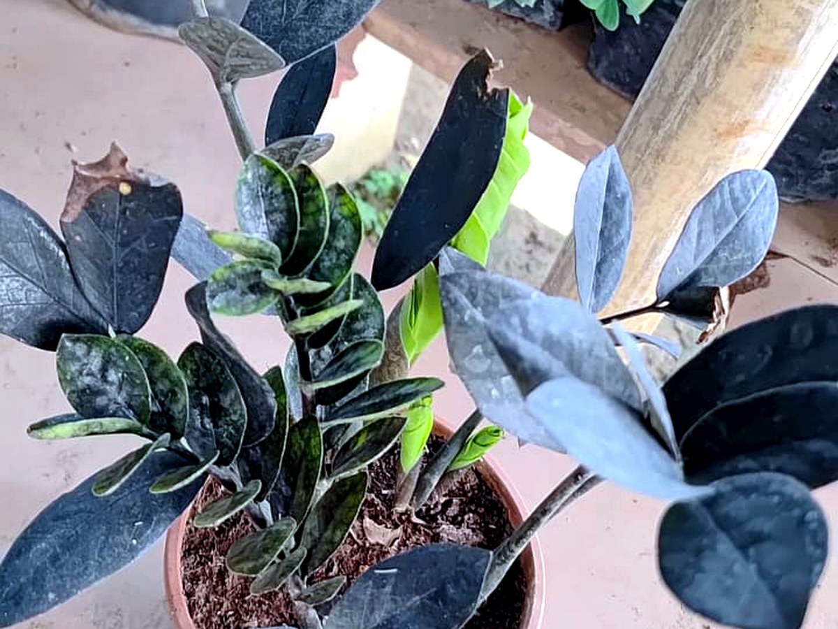 Low light plants for Indian homes